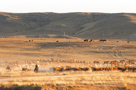 新疆阿勒泰阿尔泰山牧民转场牛羊成群图片