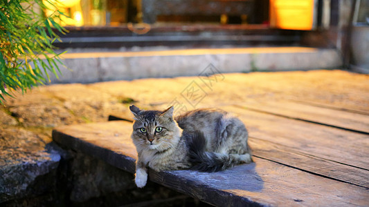 夜灯下的猫夜晚街景背景