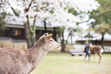 日本奈良神鹿公园日本奈良小鹿背景
