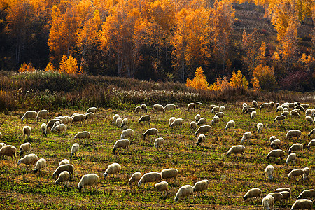 秋天坝上的羊高清图片