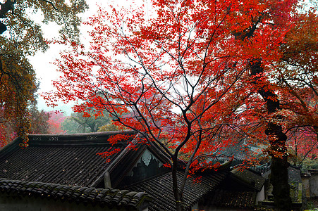 苏州天平山秋日红叶高清图片