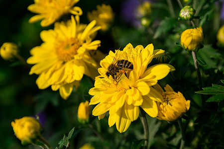 【10.1】 昆虫蜜蜂和小黄菊花图片