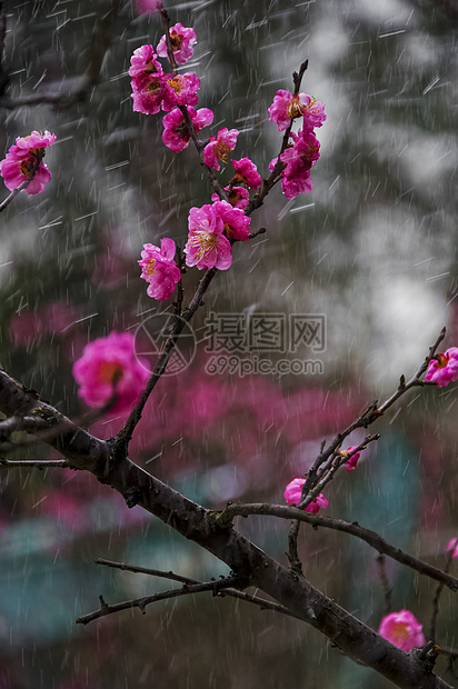 傲立风霜桃花图片