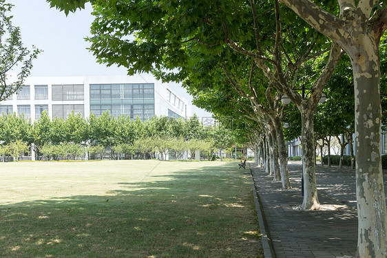大学校园绿荫草地环境图片