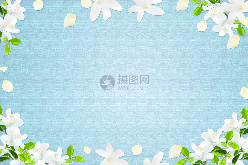 白色鲜花摆拍蓝色背景图片