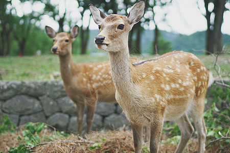 动物肝日本奈良公园草坪上的梅花鹿背景
