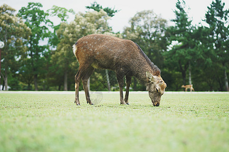 日本景点日本奈良公园草坪上的梅花鹿背景