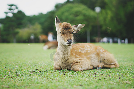 日本奈良公园草坪上的梅花鹿图片
