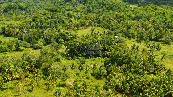 菲律宾薄荷岛热带雨林唯美照片椰林图片