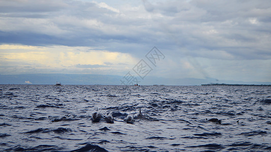 菲律宾薄荷岛出海寻找海豚图片