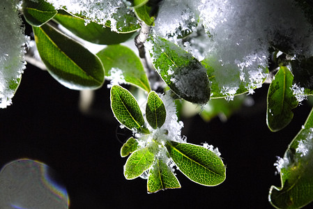 逆光冰雪中的绿色植物图片