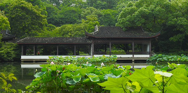 脐橙 园园林中的古建筑背景