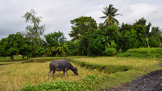 菲律宾黎加实比稻田水牛实拍图片