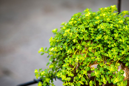 绿色植物苔藓高清素材高清图片