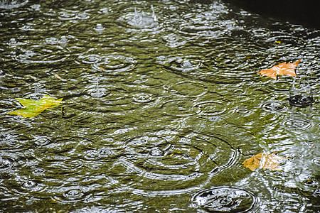 枫叶装修素材水面的落叶背景