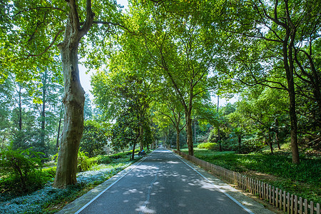 武汉东湖绿道背景图片