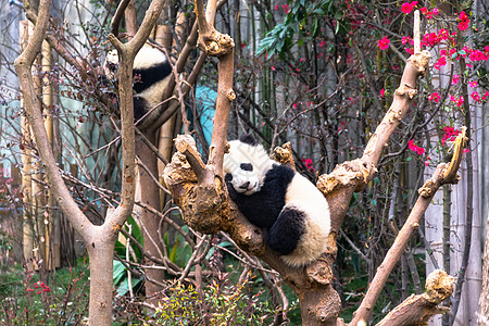 保护童心可爱的大熊猫背景