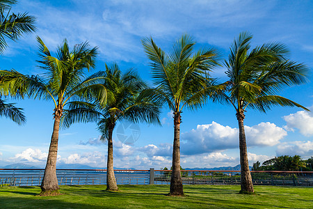 蓝天白云背景下的一排棕榈树图片