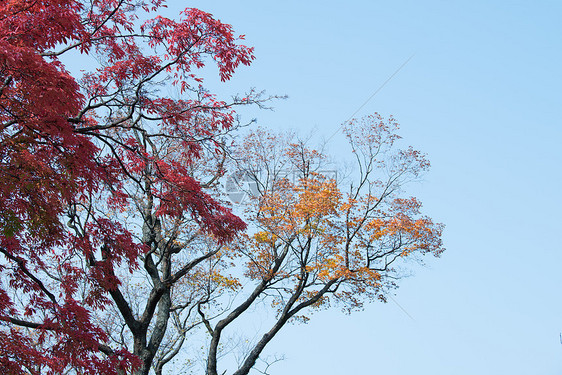 秋天的红树林图片