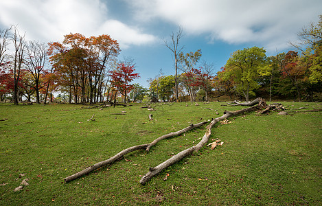 枫叶美素材秋天的红树林背景