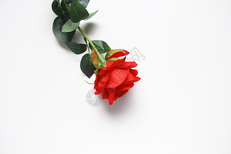 玫瑰花背景图片