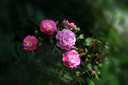 浓墨月季花月季花背景