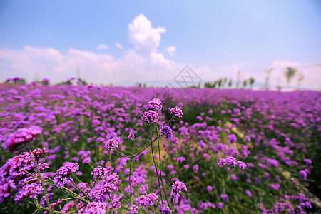 紫色花海唯美图片背景图片