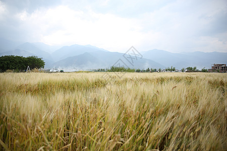 田野风光秋天的田野背景