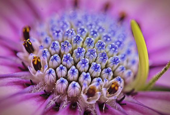 花蕊图片