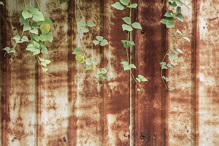 复古墙面铁锈纹路绿植墙高清图片