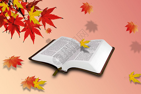 秋季森林枫叶飘落在书上背景