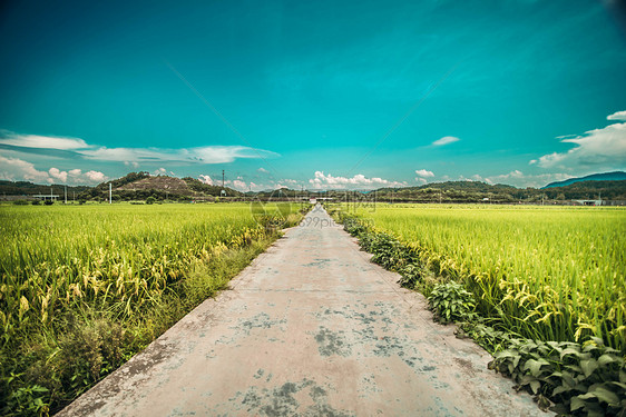 稻谷田中的小路