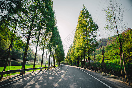 林荫大道背景图片