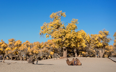 胡杨树骆驼图片