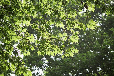 绿色树叶和花朵阳光下的树叶背景