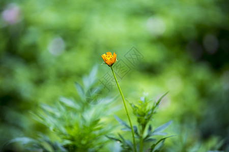 植物黄色湿淋淋高清图片