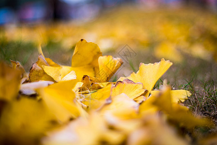 秋天金黄色的银杏树叶图片