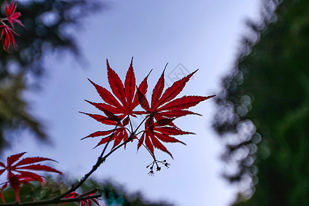 秋天枫叶背景图片