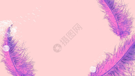 紫红色白色羽毛蒲公英粉色背景背景