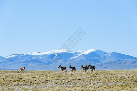 青藏公路边的野驴图片