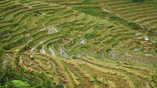 越南沙坝山地梯田图片