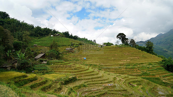 越南沙坝山地梯田图片