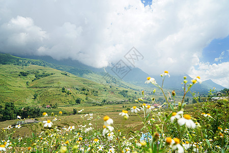 越南沙坝山地梯田高清图片