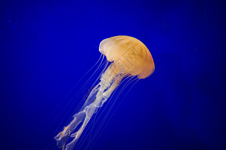 水母海底水母高清图片