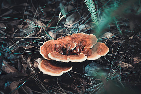 灵芝蕨类植物素材高清图片