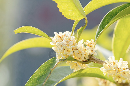 九月桂花香花卉桂花香高清图片