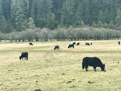 草原牦牛背景图片