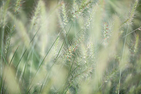 小清新花花草草素材图片