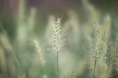 小清新花花草草素材图片