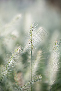 小清新花花草草素材背景图片